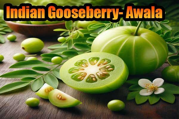 आँवला (Indian Gooseberry) benefits